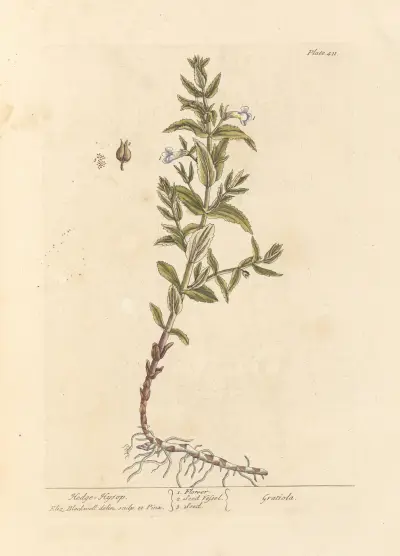 Hedge hyssop av Elizabeth Blackwell