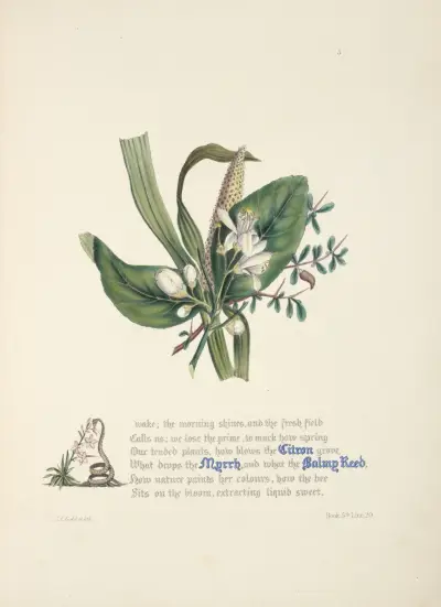 Citron, myrrh and balmy reed av Jane Elizabeth Giraud