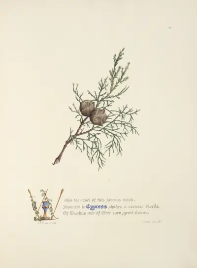 Cypress av Jane Elizabeth Giraud