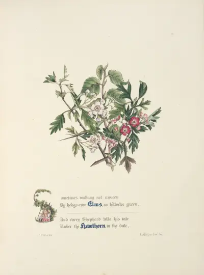 Elms and hawthorns av Jane Elizabeth Giraud