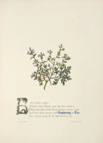 Euphrasy and rue. av Jane Elizabeth Giraud