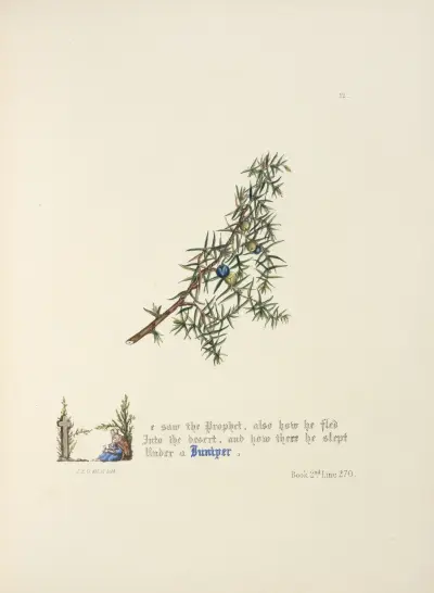 Juniper av Jane Elizabeth Giraud