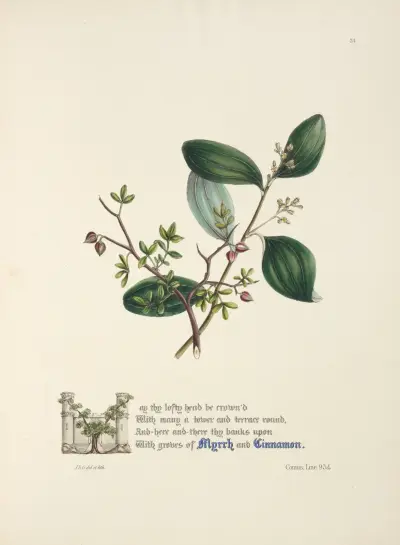 Myrrh and cinnamon av Jane Elizabeth Giraud