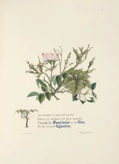 Sweet briar, eglantine, and vine av Jane Elizabeth Giraud