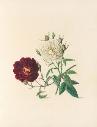 Blomsterfesten Pl.04 av Jane Elizabeth Giraud