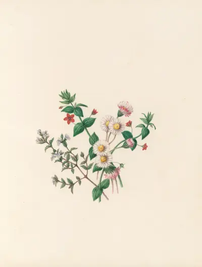 The fête of the flowers Pl.07 av Jane Elizabeth Giraud