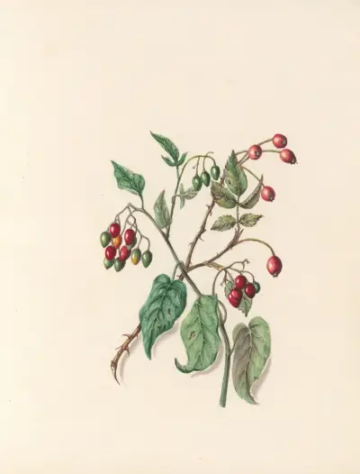Blomsterfesten pl. 12 av Jane Elizabeth Giraud