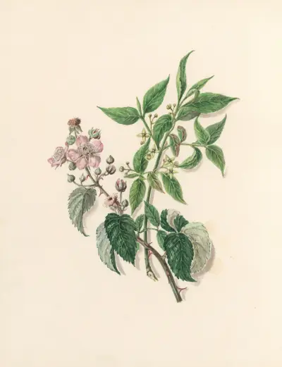 The fête of the flowers Pl.13 av Jane Elizabeth Giraud