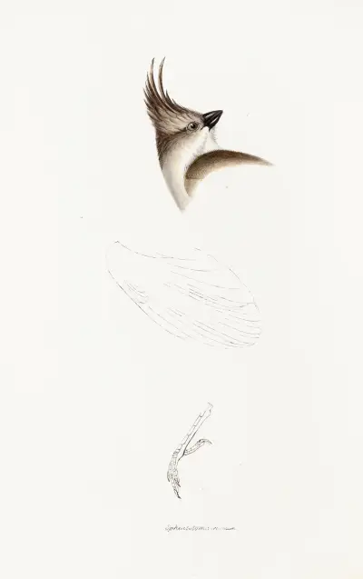 A synopsis of the birds of Australia, and the adjacent Islands Pl.63 av Elizabeth Gould