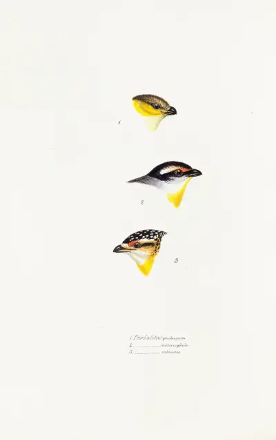A synopsis of the birds of Australia, and the adjacent Islands Pl.62 av Elizabeth Gould