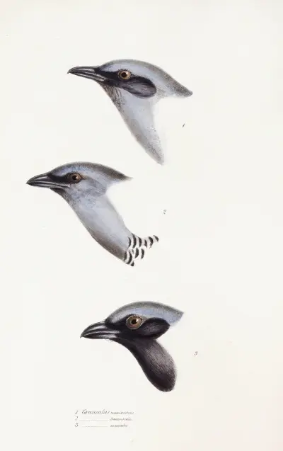 A synopsis of the birds of Australia, and the adjacent Islands Pl.57 av Elizabeth Gould