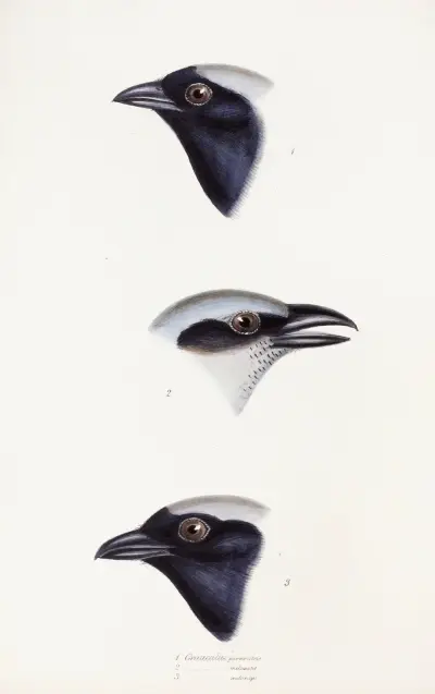 A synopsis of the birds of Australia, and the adjacent Islands Pl.56 av Elizabeth Gould