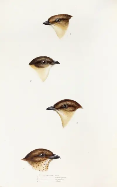 A synopsis of the birds of Australia, and the adjacent Islands Pl.55 av Elizabeth Gould
