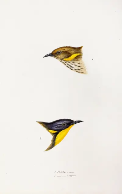 A synopsis of the birds of Australia, and the adjacent Islands Pl.72 av Elizabeth Gould