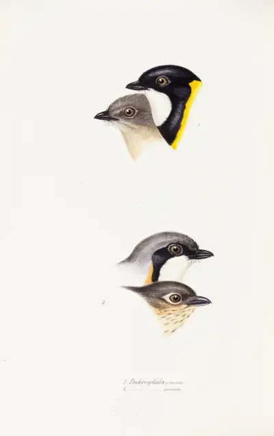 A synopsis of the birds of Australia, and the adjacent Islands Pl.54 av Elizabeth Gould