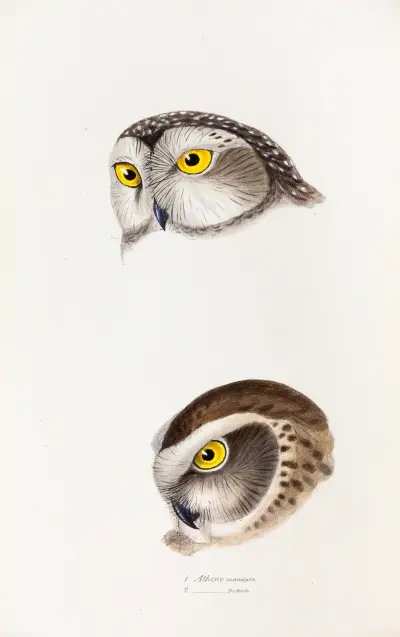 A synopsis of the birds of Australia, and the adjacent Islands Pl.50 av Elizabeth Gould