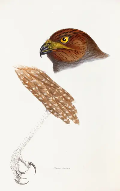 A synopsis of the birds of Australia, and the adjacent Islands Pl.48 av Elizabeth Gould