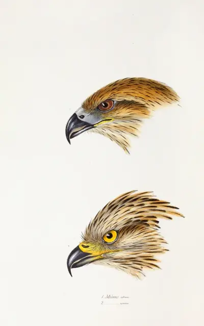 A synopsis of the birds of Australia, and the adjacent Islands Pl.47 av Elizabeth Gould