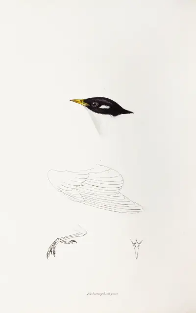 A synopsis of the birds of Australia, and the adjacent Islands Pl.71 av Elizabeth Gould