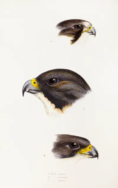 A synopsis of the birds of Australia, and the adjacent Islands Pl.42 av Elizabeth Gould