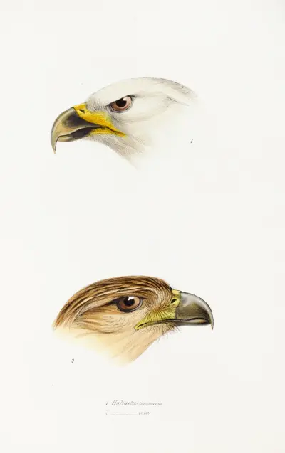 A synopsis of the birds of Australia, and the adjacent Islands Pl.40 av Elizabeth Gould