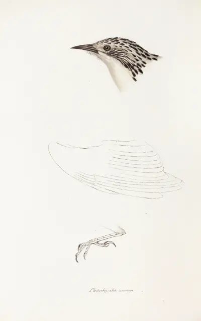 A synopsis of the birds of Australia, and the adjacent Islands Pl.70 av Elizabeth Gould