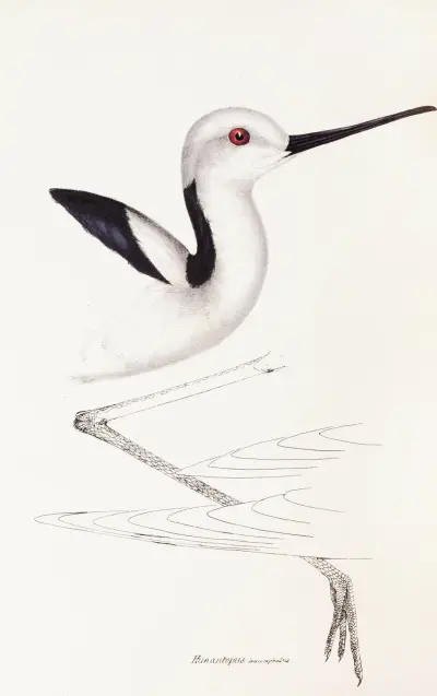 Zarys ptaków Australii i okolicznych wysp, tabl. 34, Elizabeth Gould