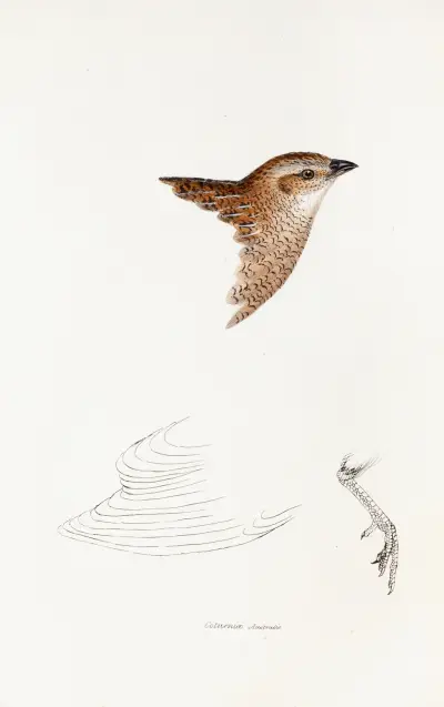 Eine Übersicht der Vögel Australiens und der angrenzenden Inseln Pl. 28 von Elizabeth Gould