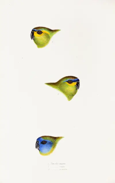 Eine Übersicht über die Vögel Australiens und der angrenzenden Inseln, Taf. 25 von Elizabeth Gould