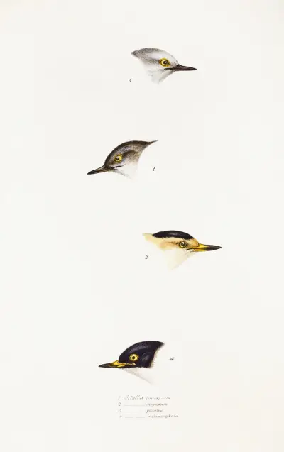 A synopsis of the birds of Australia, and the adjacent Islands Pl.68 av Elizabeth Gould