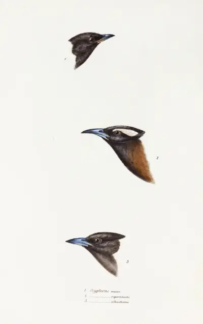 A synopsis of the birds of Australia, and the adjacent Islands Pl.01 av Elizabeth Gould