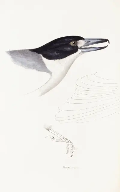 A synopsis of the birds of Australia, and the adjacent Islands Pl.02 av Elizabeth Gould