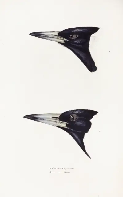 A synopsis of the birds of Australia, and the adjacent Islands Pl.04 av Elizabeth Gould
