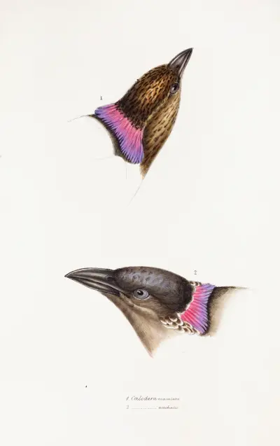 A synopsis of the birds of Australia, and the adjacent Islands Pl.06 av Elizabeth Gould