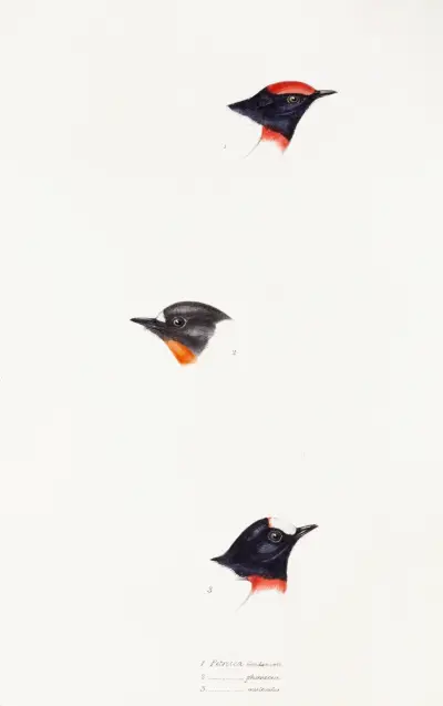 A synopsis of the birds of Australia, and the adjacent Islands Pl.07 av Elizabeth Gould