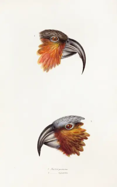 Streszczenie ptaków Australii i okolicznych wysp, pl. 12, Elizabeth Gould