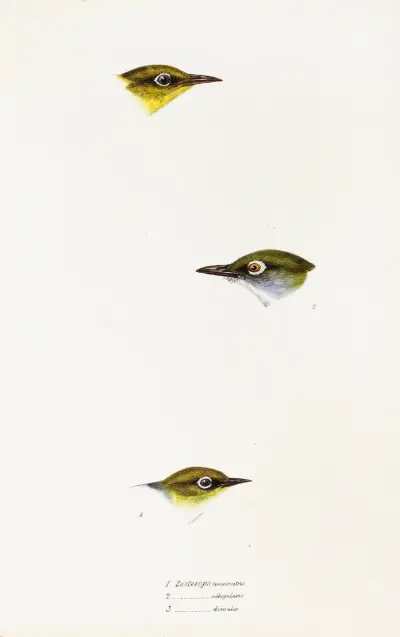 Zarys ptaków Australii i okolicznych wysp, plansza 18, Elizabeth Gould