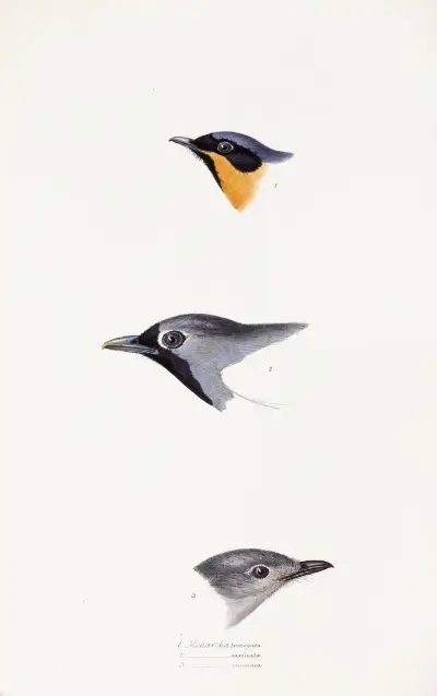 Eine Übersicht der Vögel Australiens und der angrenzenden Inseln Tafel 20 von Elizabeth Gould