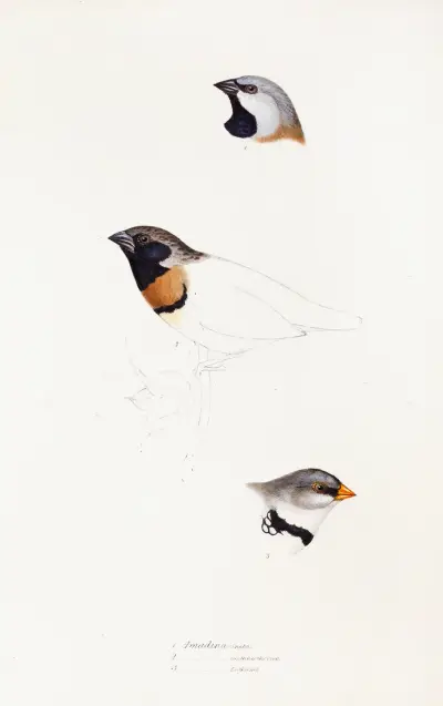 Eine Übersicht der Vögel Australiens und der angrenzenden Inseln, Taf. 21 von Elizabeth Gould