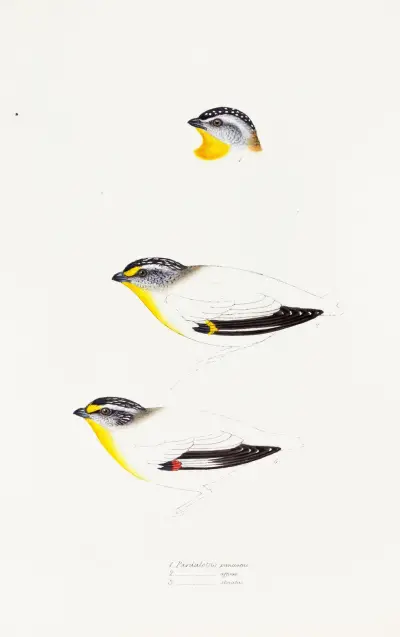 Eine Übersicht der Vögel Australiens und der angrenzenden Inseln, Taf. 22 von Elizabeth Gould