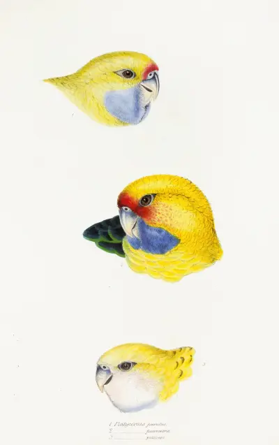 Eine Übersicht der Vögel Australiens und der angrenzenden Inseln Taf. 23 von Elizabeth Gould