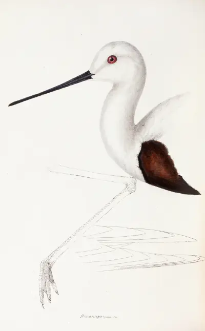 A synopsis of the birds of Australia, and the adjacent Islands Pl.33 av Elizabeth Gould