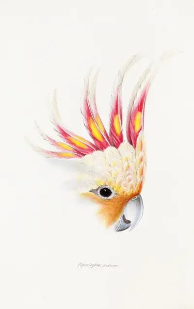 A synopsis of the birds of Australia, and the adjacent Islands Pl.65 av Elizabeth Gould
