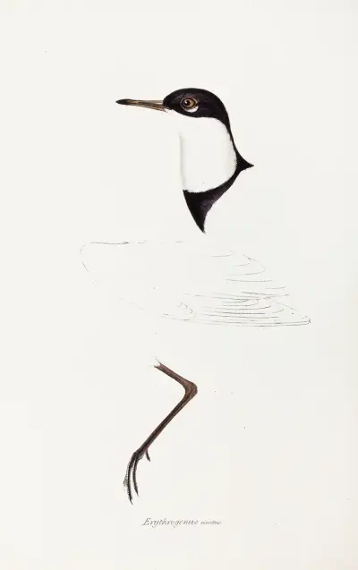 A synopsis of the birds of Australia, and the adjacent Islands Pl.73 av Elizabeth Gould