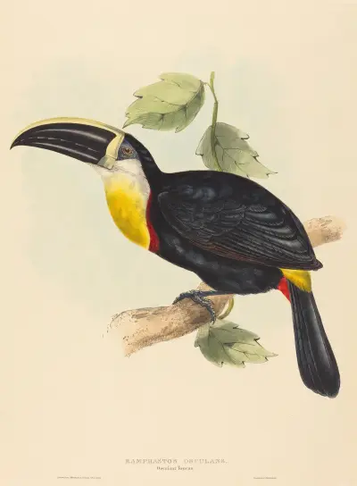 Kyssande tukan (Ramphastos osculans) av Elizabeth Gould