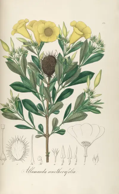 Allamanda oenotherifolia av Johann Baptist Emanuel Pohl
