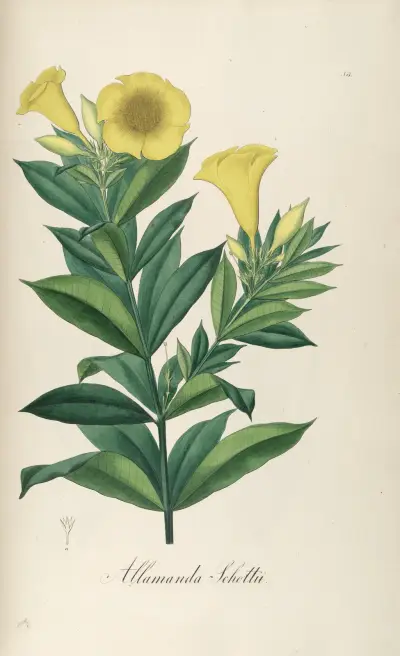 Allamanda schottii von Johann Baptist Emanuel Pohl