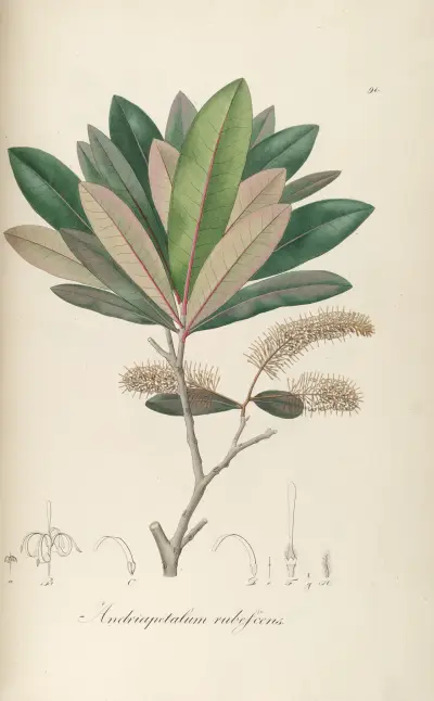 Andriapetalum rubescens, Johann Baptist Emanuel Pohl