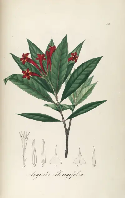 Augusta oblongifolia av Johann Baptist Emanuel Pohl