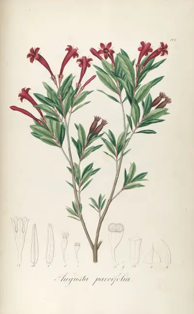 Augusta parvifolia av Johann Baptist Emanuel Pohl